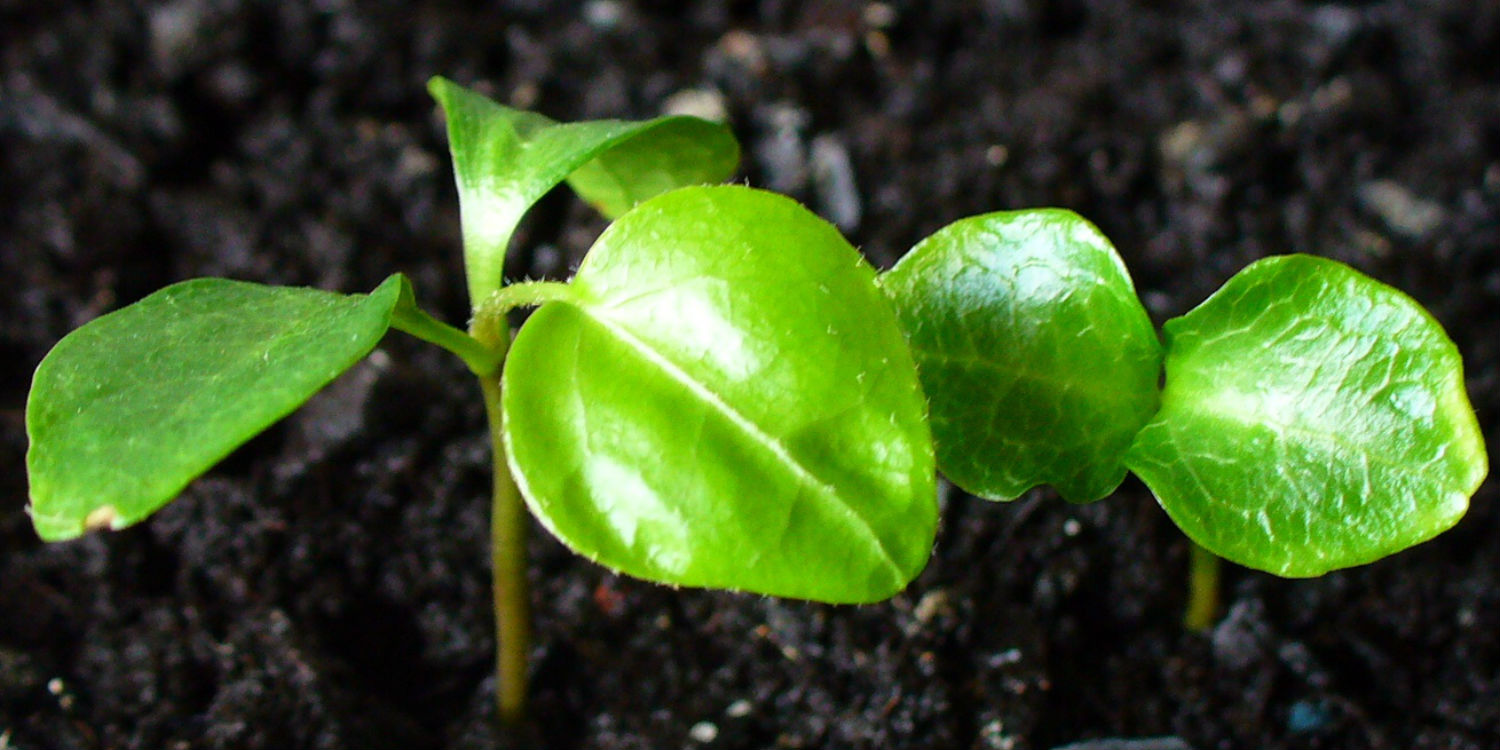 pear tree seedling